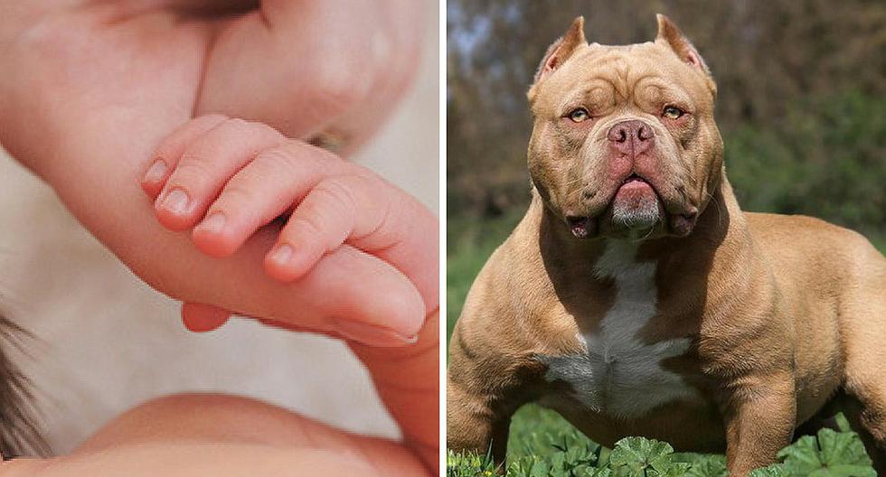 Bebe De Ocho Meses Muere Tras Ser Atacado Por Perro Pitbull Actualidad Ojo