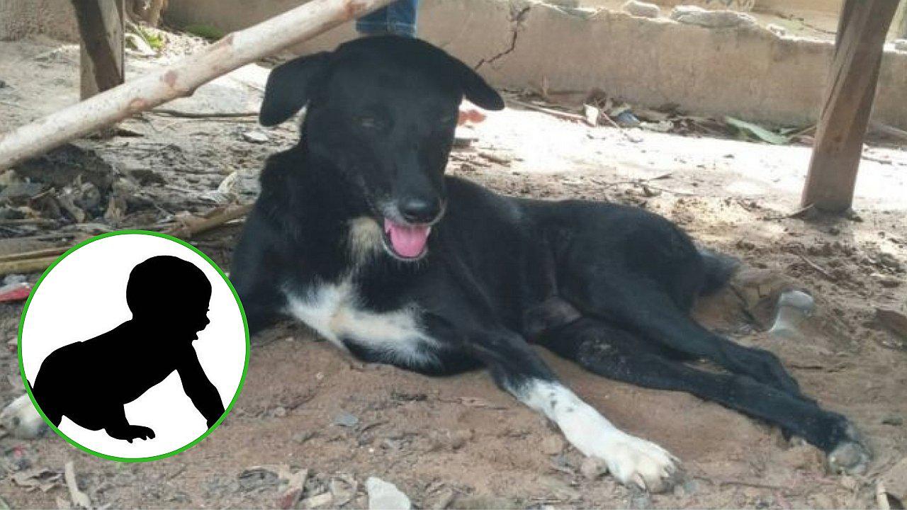 Ping Pong, el perro que rescató a bebé recién nacido enterrado vivo por su propia madre
