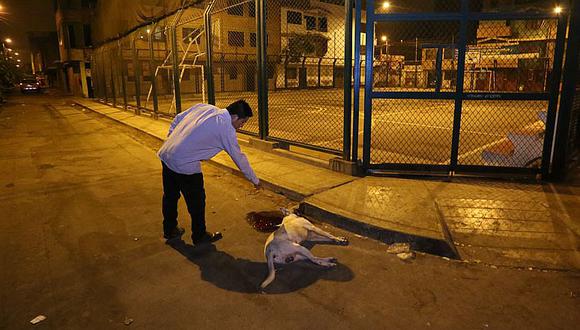 Los Olivos: Policía borracho dispara en la cabeza a perro porque le ladró [FOTOS]  