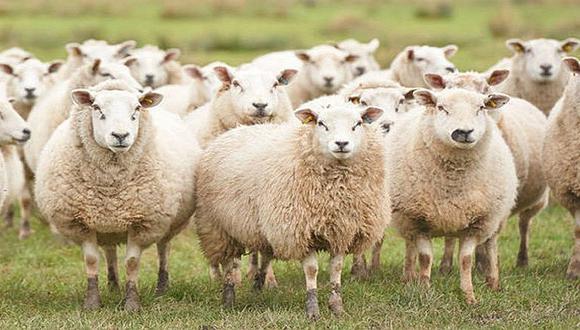 Escuela inscribe a grupo de ovejas para evitar cierre un curso en escuela