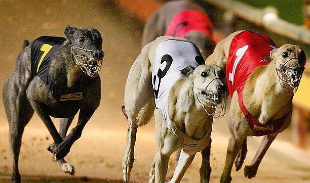 Renuncian a prohibir carreras de galgos, aunque perros sufren