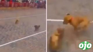 Perrito que gana carrera haciendo trampa se vuelve viral | VIDEO