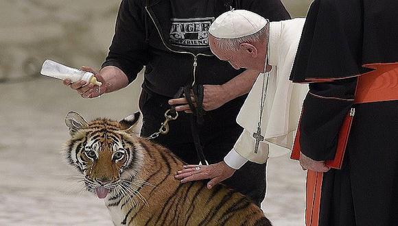 Papa Francisco y su tierno momento al acariciar cachorros de tigre y de pantera