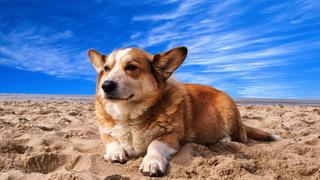 Perro disfruta de ser enterrado en la arena y muchos se divierten al verlo