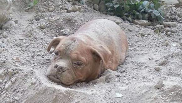 Indignación por caso de una perra enterrada viva en Francia