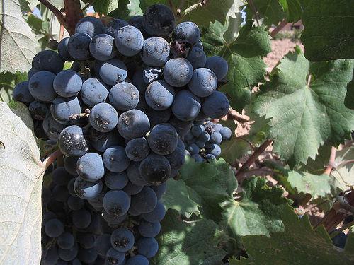 Aceite de pepitas de uva muscadine ayuda a reducir la obesidad