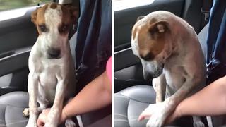 Perrito tiene increíble gesto de agradecimiento tras ser rescatado por una mujer (VIDEO)
