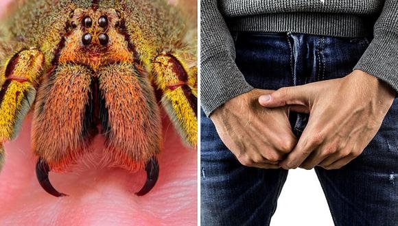 Veneno de araña es más eficaz que el viagra en casos de impotencia sexual