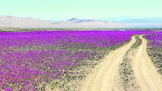 lluvias sorpresivas llenaron el desierto de flores.