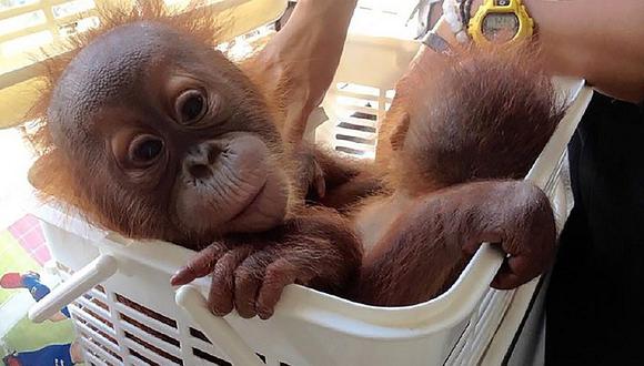 ¡Dos orangutanes bebé se salvan gracias a WhatsApp! Descubre cómo...