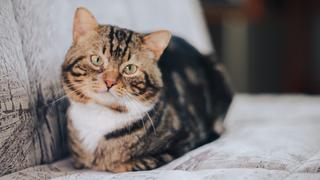 Los remedios caseros para eliminar el olor a orina de gato del sillón 