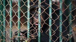 El chimpancé Toti de 32 años podría ser liberado por fin a un santuario