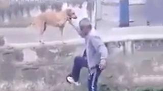 Hombre ebrio le pide ayuda a un perrito, pero todo termina mal (VIDEO)