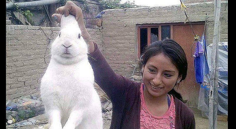 ​Huaura: Conejo travieso se escapaba de su casa para consumir marihuana