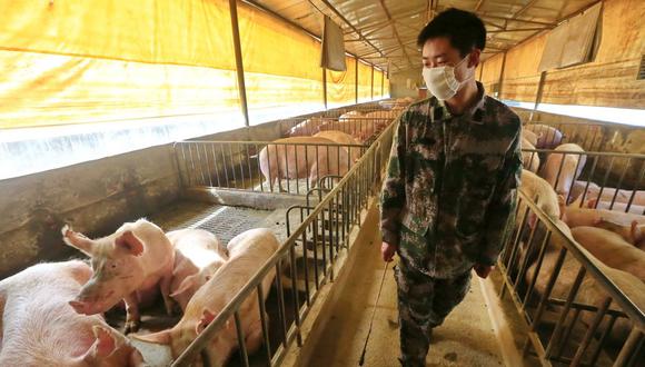 Imagen referencial. Un trabajador con una mascarilla revisa a los cerdos en un corral en Suining, provincia de Sichuan, China, el 21 de febrero de 2020. (EFE/EPA/ZHONG MIN).