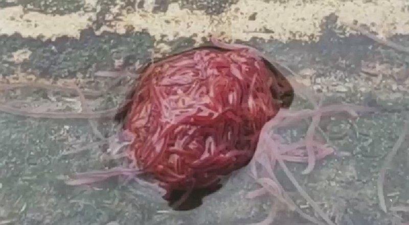 Rara "masa roja" que se mueve causa conmoción en plena calle (VIDEO)