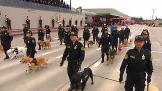 Desfile y Parada Militar: así fue la presentación de la Brigada Canina de la Policía Nacional | VIDEO