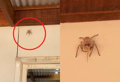 Araña de gran tamaño se come una lagartija trepada en lo alto de la pared de una casa