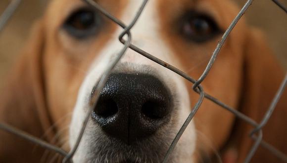 Falsa noticia de "sacrificio" de perros en San Miguel se divulgó y autoridades responden 