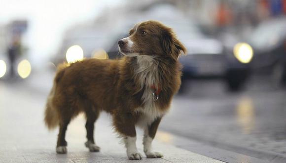 Perritos abandonados: 3 casos de cachorros que te conmoverán