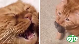 Gatito llora porque se le escapa su ratón y se vuelve viral