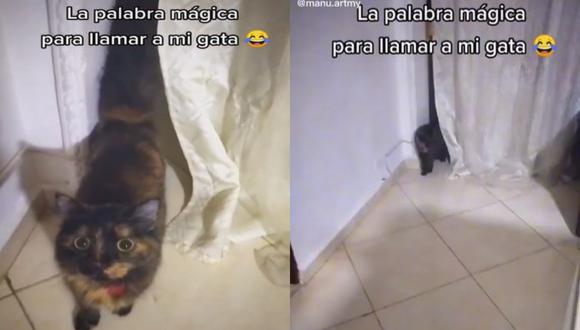 Esta no es la primera vez que la gatita protagoniza un video viral en TikTok. (Foto: @manu.artmy/composición)