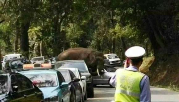 Elefante salvaje siembra el caos y ataca a vehículos en las pistas 