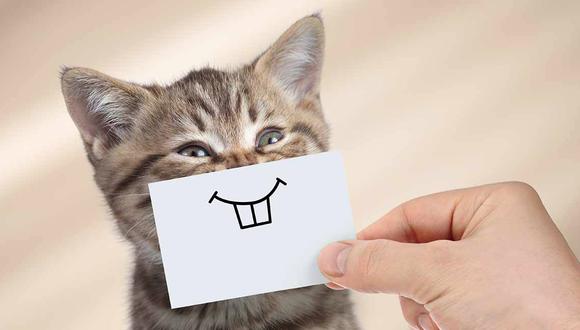Los cambios en orejas, cabeza, ojos y bigotes te permiten entender cómo se siente tu gatos, en fin, si es feliz.