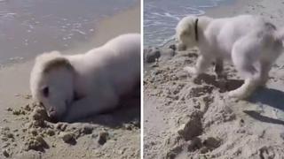 Cachorro realizaba un hoyo en la arena sin imaginar que el mar arruinaría su trabajo