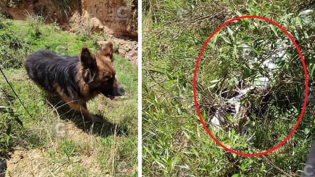 Perro encuentra cadáver de mujer en una bolsa de rafia en Huancayo 