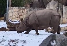 ¡David contra Goliat! Ciervo bebé se enfrenta a rinoceronte y lo hace correr