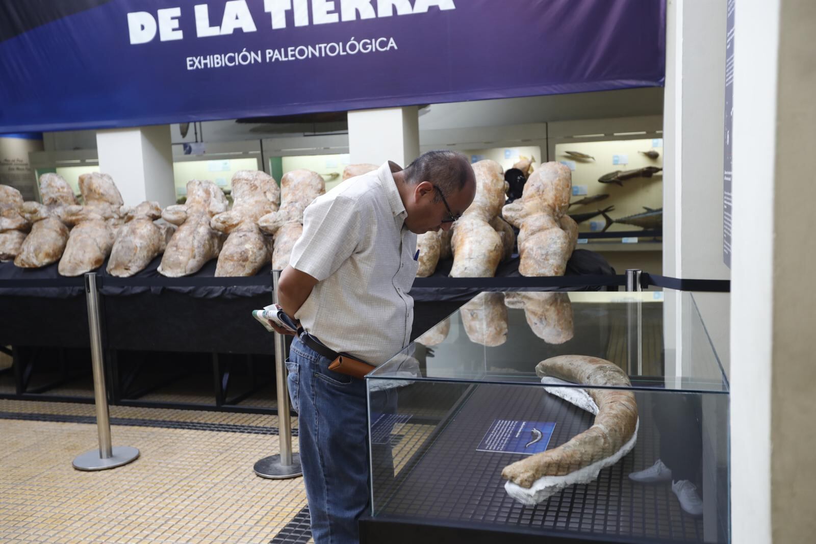 OJO| Se exhiben vértebras del animal más pesado que Tierra.
