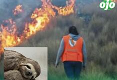 Salvan del fuego a oso perezoso, pero más de 370 animales murieron en incendios forestales