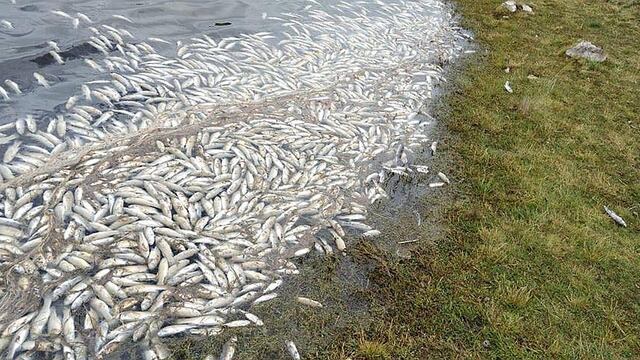 Cientos de peces aparecen muertos por en laguna de Pasco