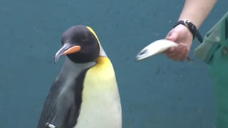 Japón: pingüinos rechazan comer pescado más barato del que consumían | VIDEO