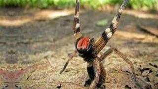 El veneno mortal de una araña puede ser el fármaco que ayude a tratar la impotencia sexual