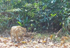 Logran identificar 75 jaguares en zonas claves del bosque amazónico de Madre de Dios