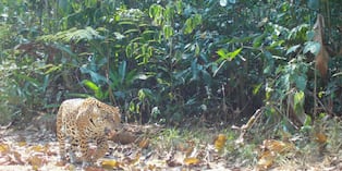 Logran identificar 75 jaguares en zonas claves del bosque amazónico de Madre de Dios