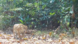 Logran identificar 75 jaguares en zonas claves del bosque amazónico de Madre de Dios