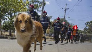 ​Cientos de perros "peregrinan" en busca de su santo patrono (FOTOS)