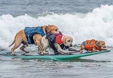 Perritos surfistas se suben a sus tablas y dominan olas en mar embravecido