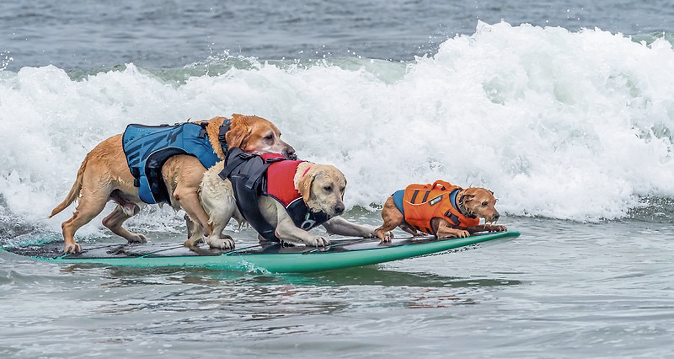 Los perros compitieron en una sola tabla cada uno o, como se ve en la foto, acompañados. Todos son unos cracks.