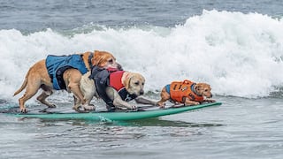 Perritos surfistas se suben a sus tablas y dominan olas en mar embravecido