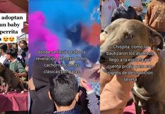 Celebran baby shower de una perrita callejera y hasta le hacen reconocimiento de sexo de sus cachorros