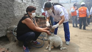 El Agustino: Atienden a perros y gatos afectados por incendio [FOTOS] 