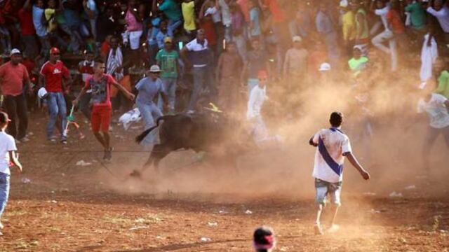 Un toro muerto a golpes por 20 personas desata la indignación ciudadana