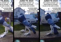 Cibernautas bautizan como ‘paloma mutante’ a un ave que fue encontrada en el Reino Unido