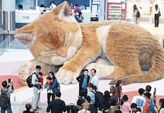 Gato gigante y dormilón ronronea, come y se deja engreír por todos