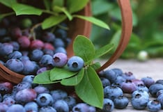 La columna del Tío Billegas: Punteros en agroexportación