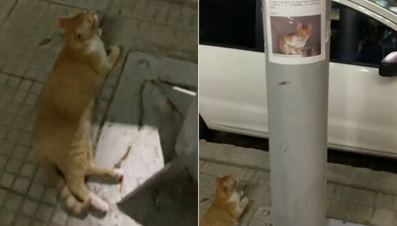 Viral: Gato perdido es encontrado justo debajo de su cartel de búsqueda